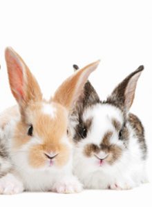 Rabbit awareness week post image